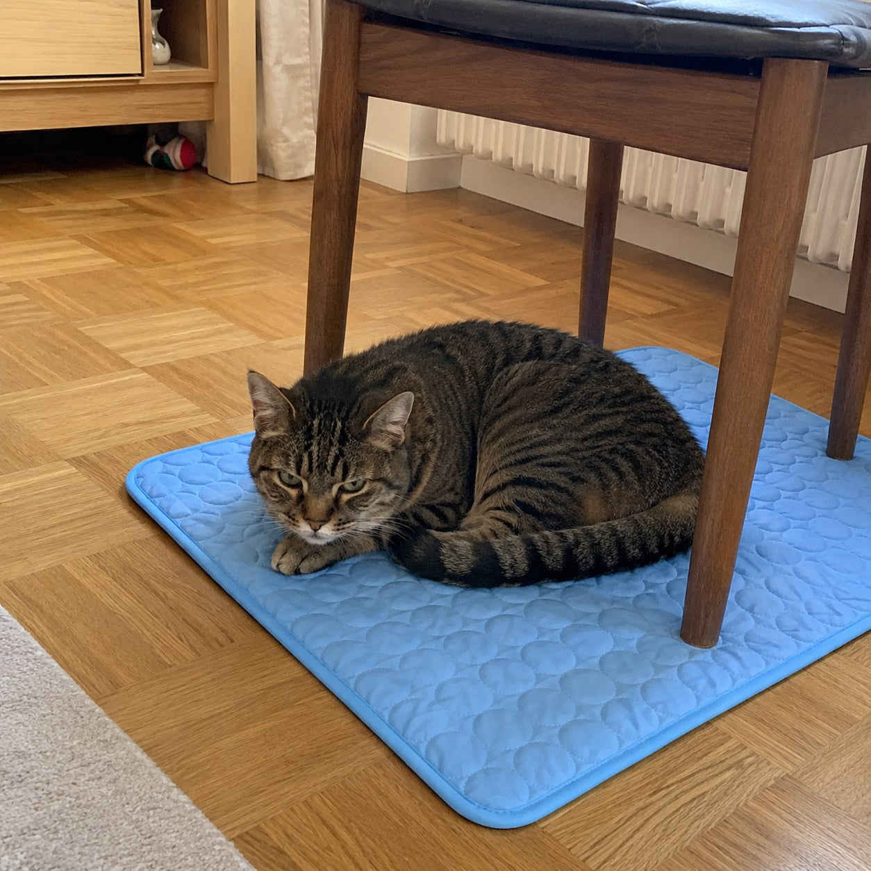 The warning signs look exactly like a 'normal cat'.